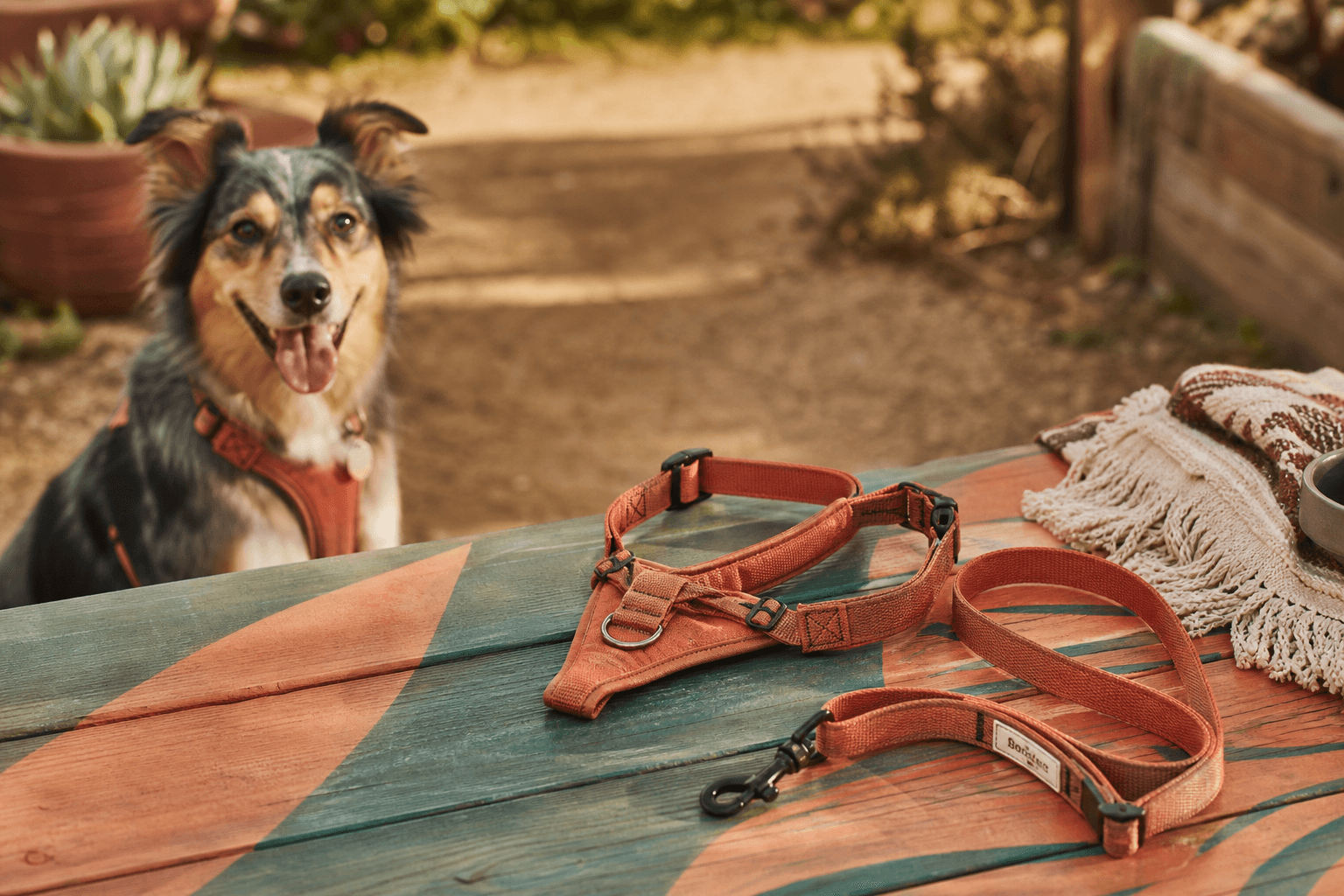 Dog harness and leash arranged like an editorial still life